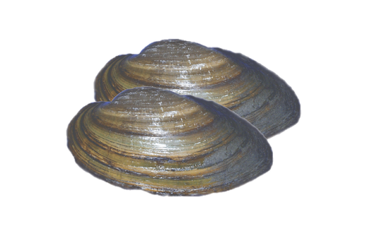 Clams freshwater assorted