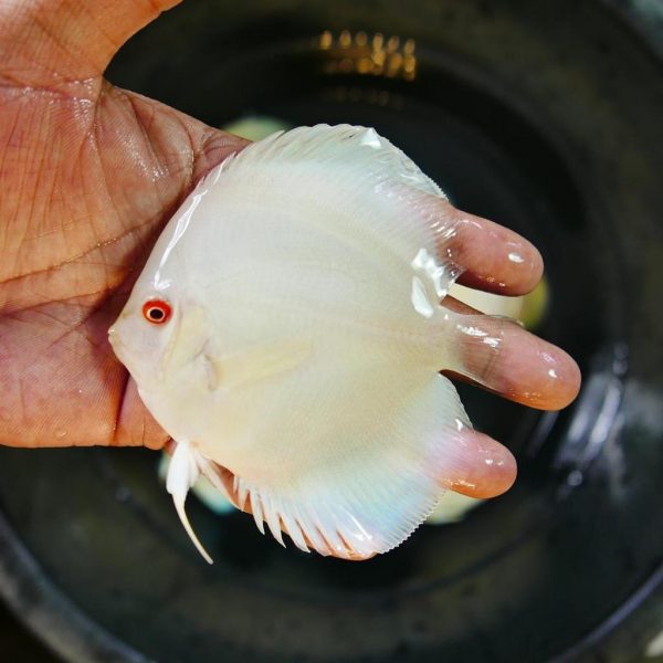 Assorted Hand selected Discus