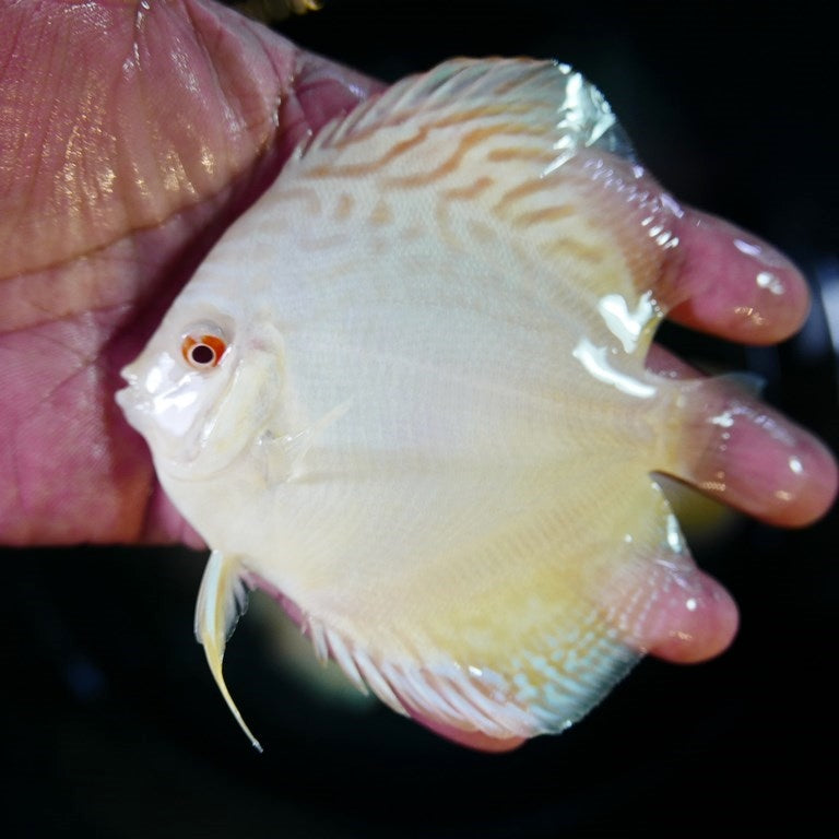 Assorted Hand selected Discus