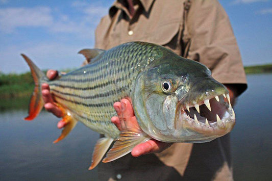 Tiger fish