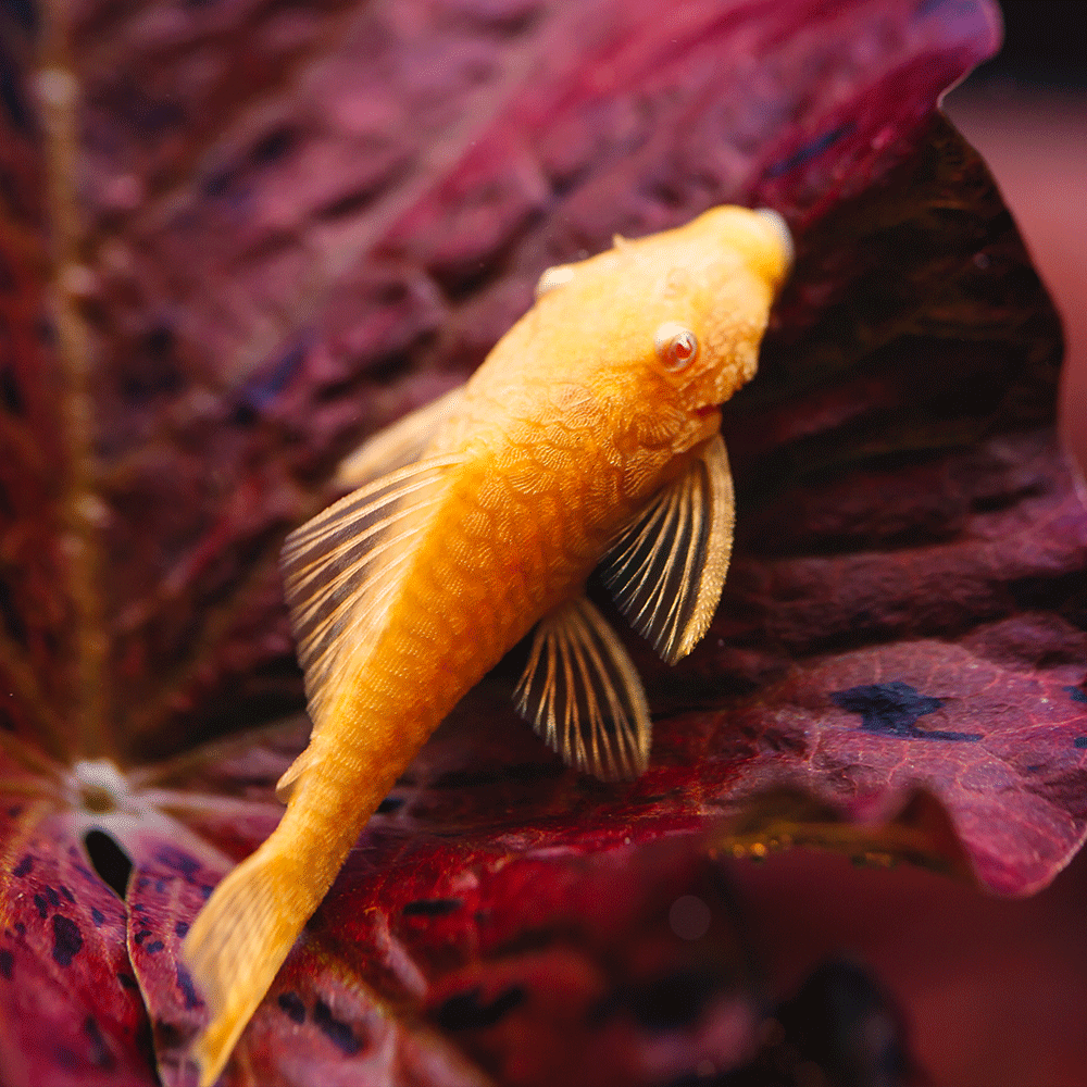 Bristlenose pleco