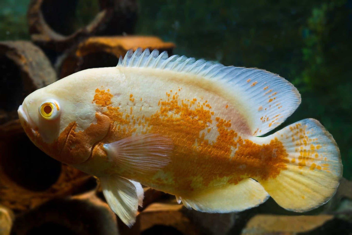 Oscar Fish (large 30 cm+)