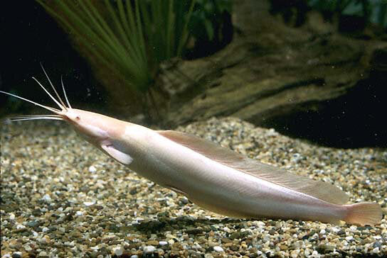 Claris Catfish Albino