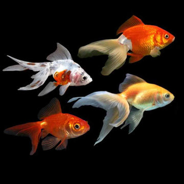 Goldfish – RSB AQUATICS