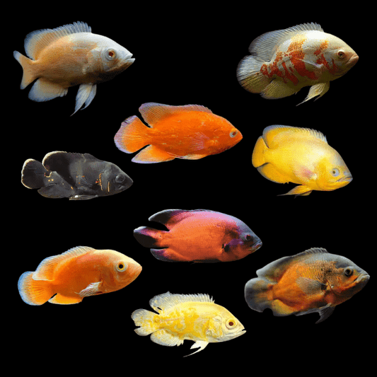 Assorted oscars 8-10cm