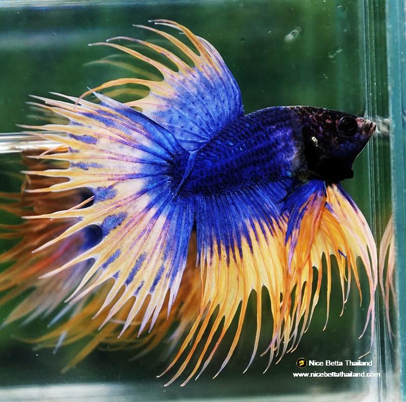 Assorted betta crowntail male