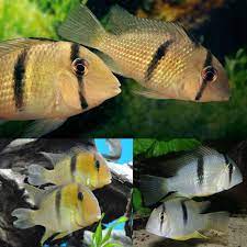 Geophagus Bandit