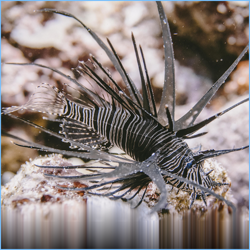 Black peacock Lionfish