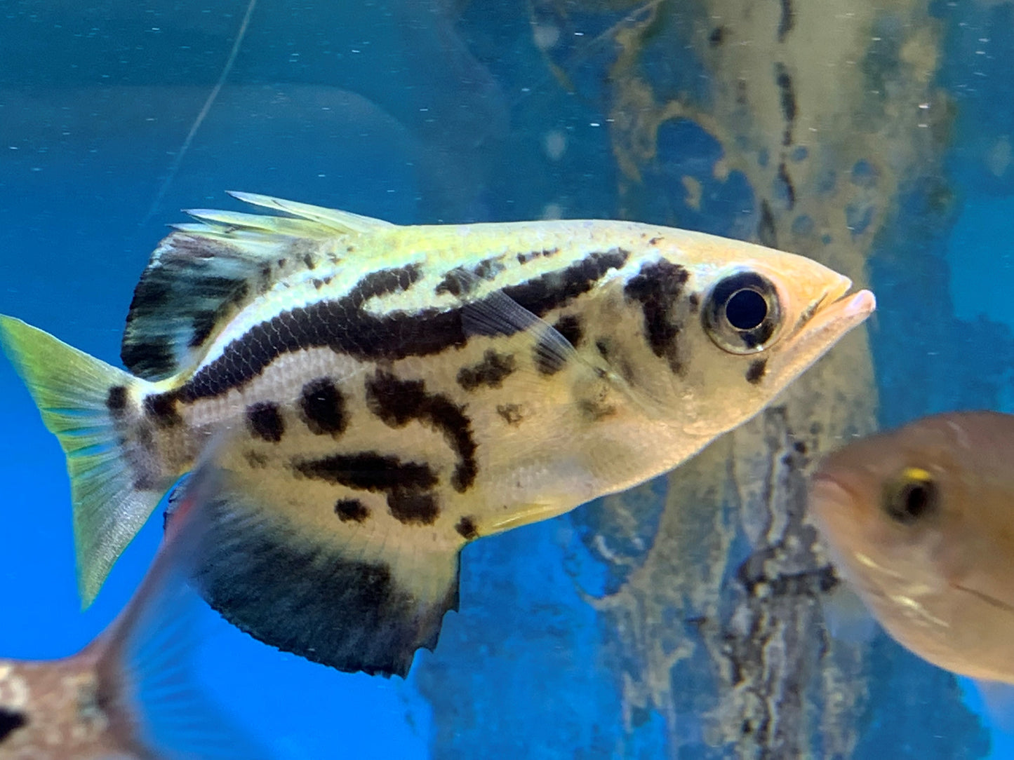 Golden archerfish