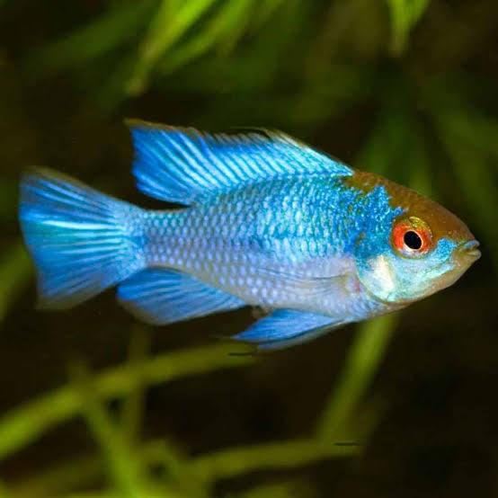 Electric Blue Ram