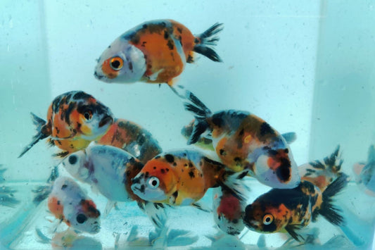 Ranchu Calico Goldfish