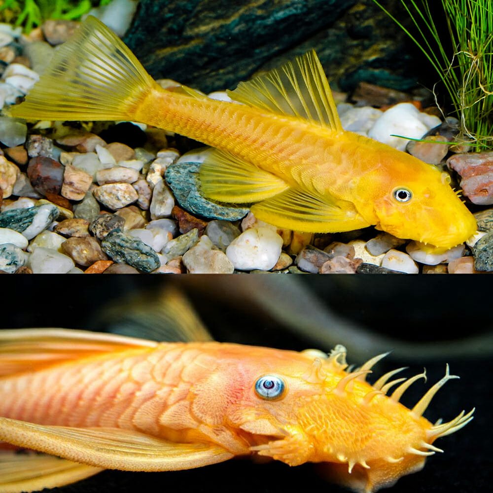 Bristlenose pleco