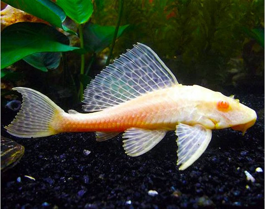 Albino red eye pleco