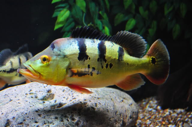 Peacock Bass Ocellaris