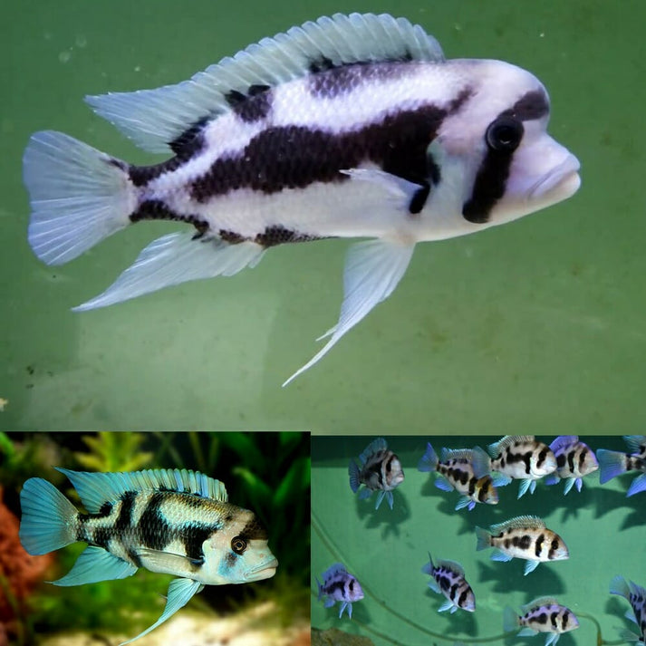 Frontosa assorted – RSB AQUATICS