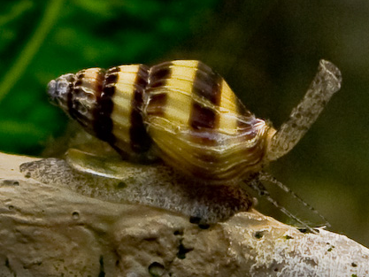 Assain snails