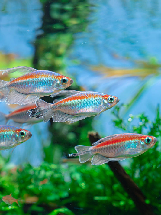 Congo tetra