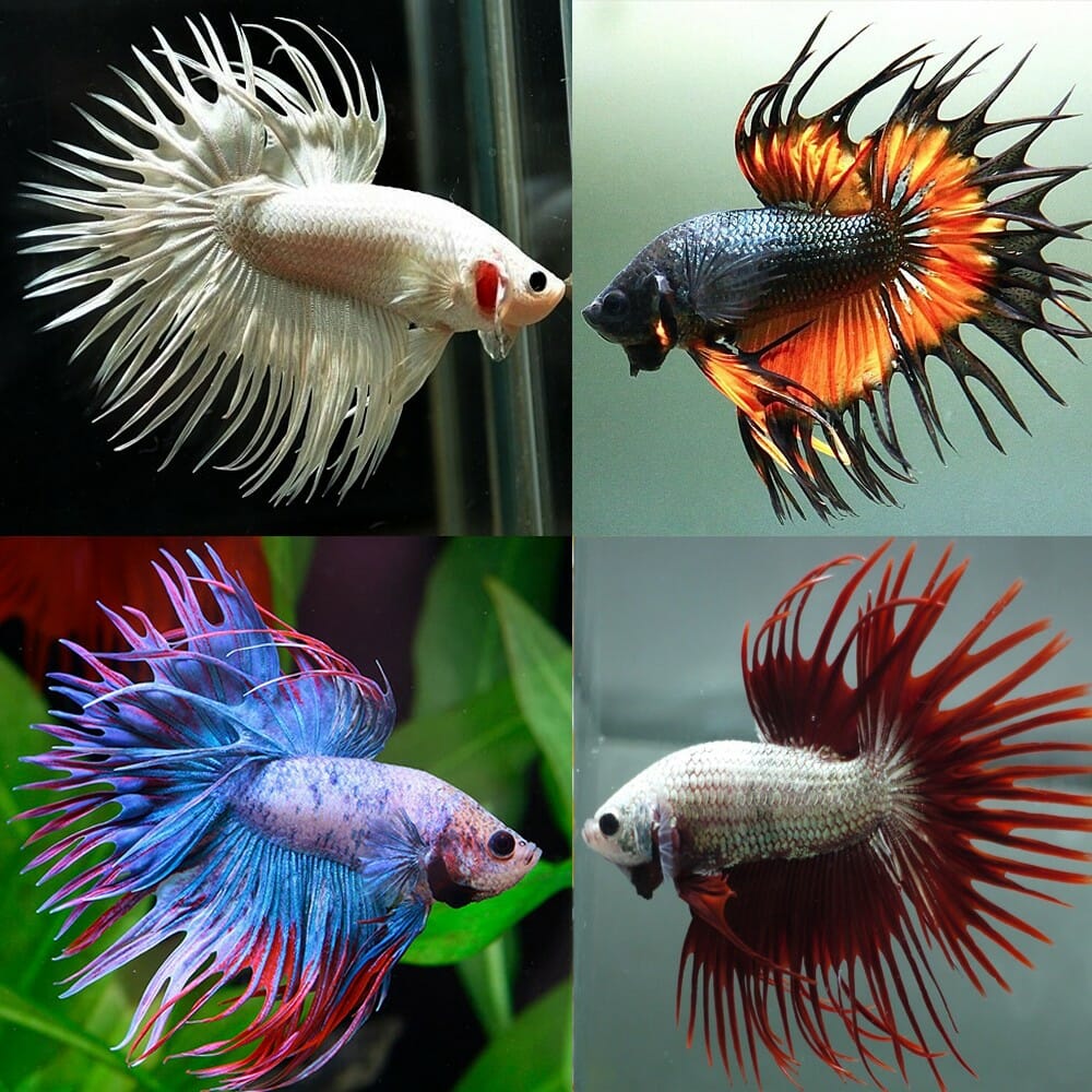 Assorted betta crowntail male