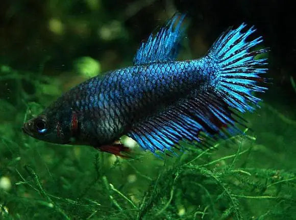 Female assorted Betta