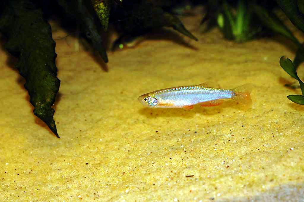 Danios