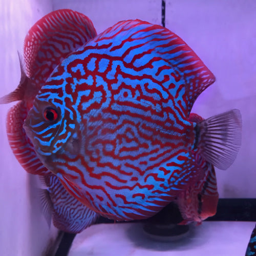 Assorted Hand selected Discus