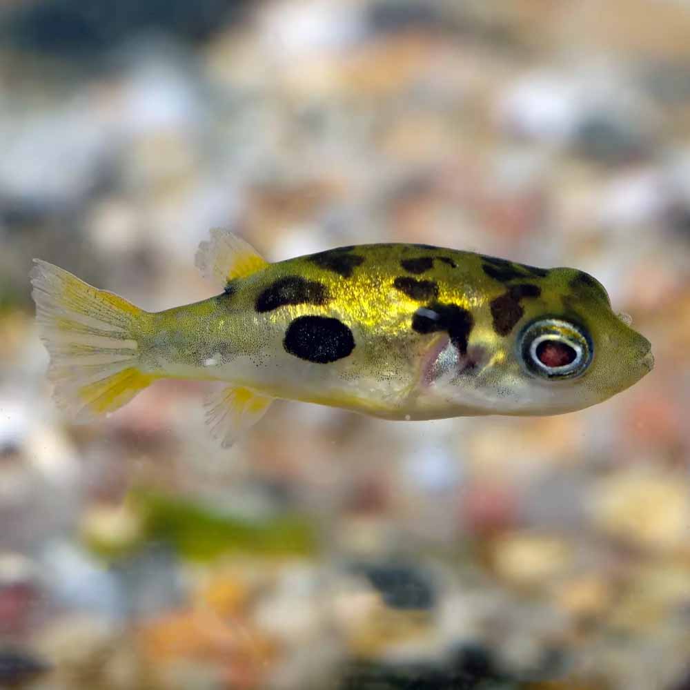 Pea puffer