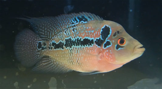 Fader Flowerhorn