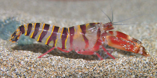 Pistol shrimp