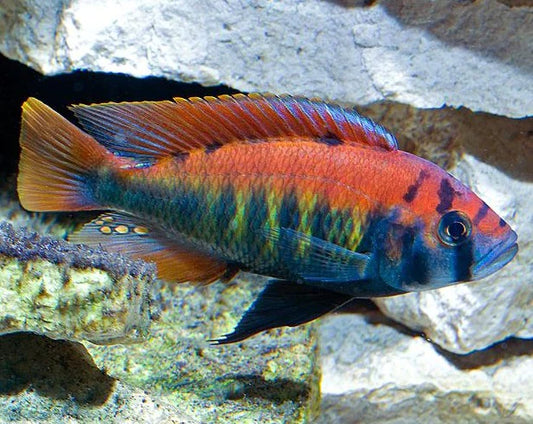 flameback cichlid