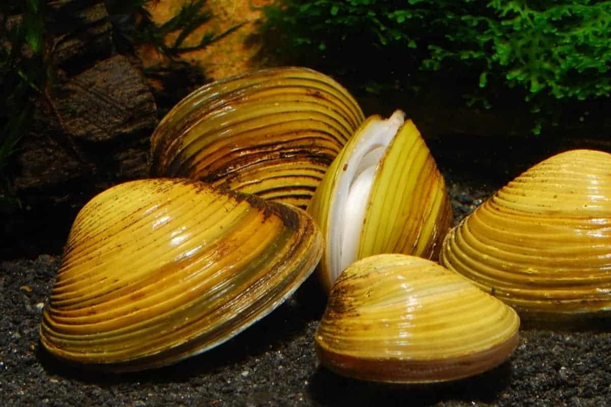 Freshwater Shellfish In Victoria Clams freshwater assorted – RSB AQUATICS