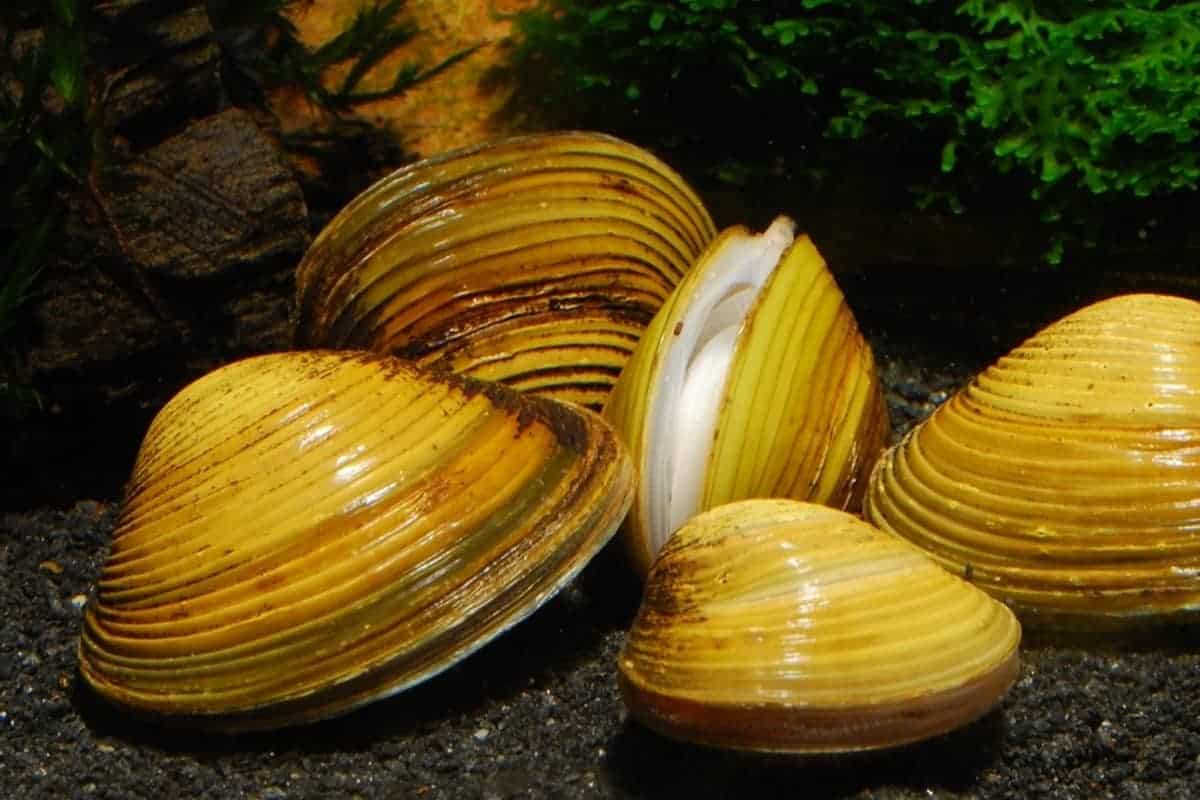 Clams freshwater assorted