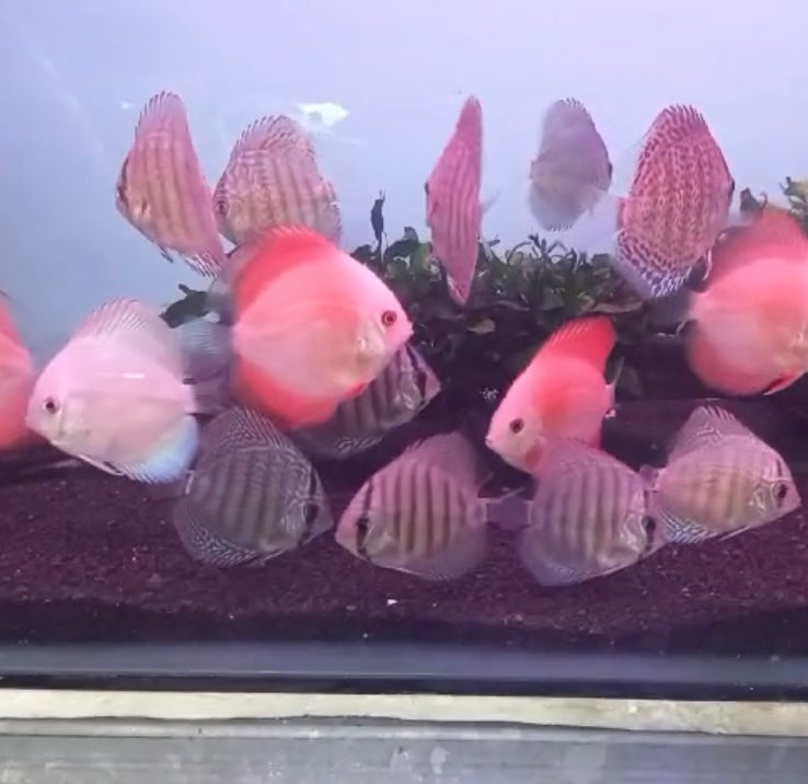 Assorted Hand selected Discus