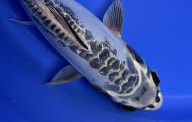 Ghost longfin koi,  Butterfly Ghost Koi