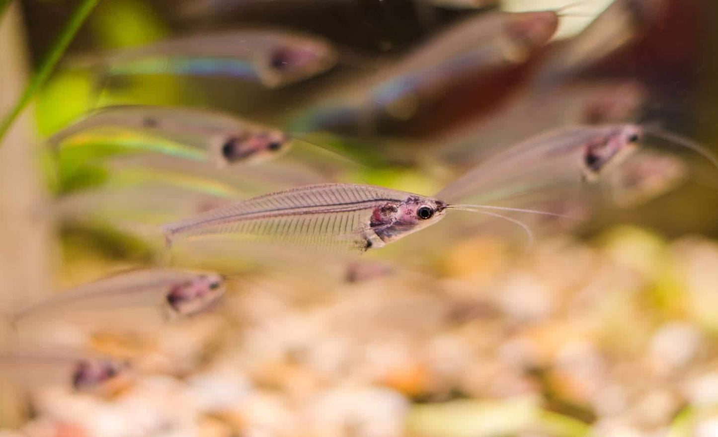 Thai glass catfish