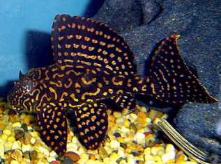 Golden stripped pleco