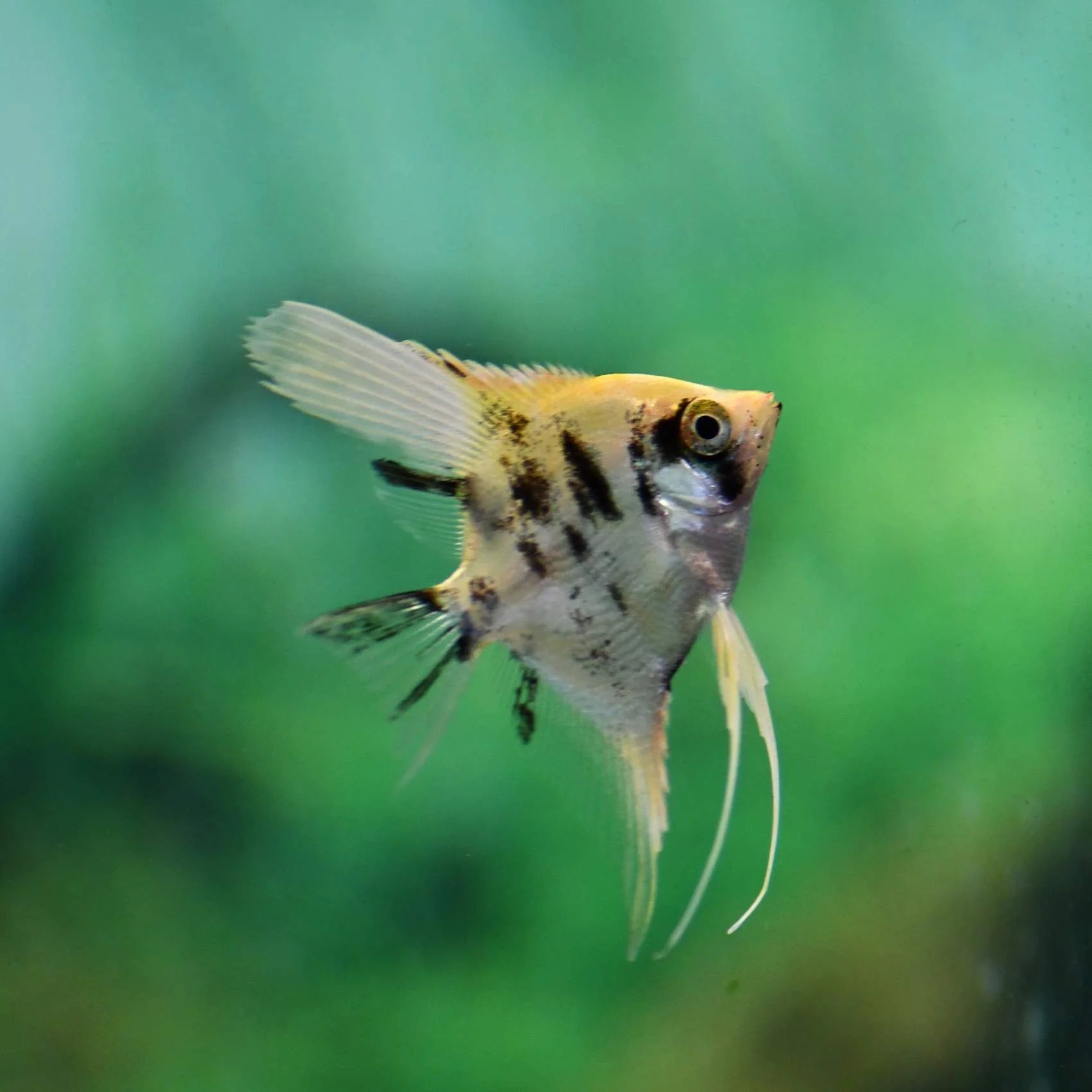 Marble Angelfish Black Marble Veil Tail Angelfish (Pterophyllum