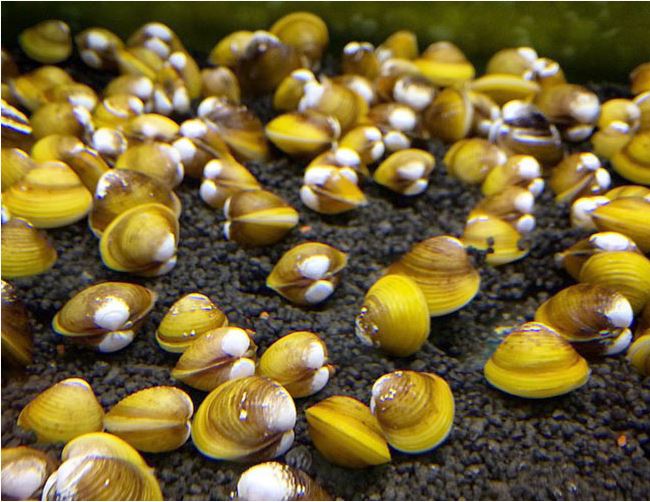 Clams freshwater assorted