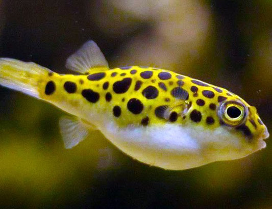 Golden Spotted puffer