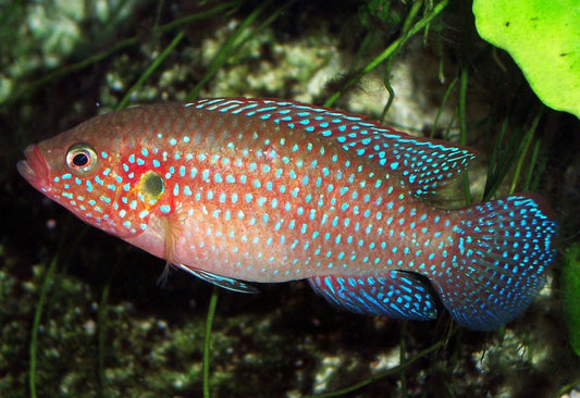 Jewel cichlid