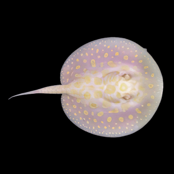 Golden base albino black diamond stingray