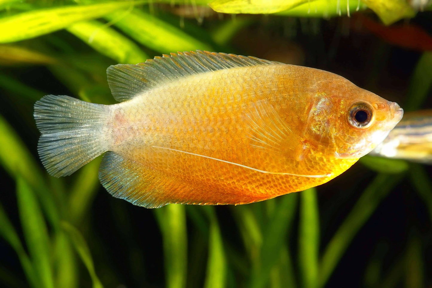 Gourami Assorted