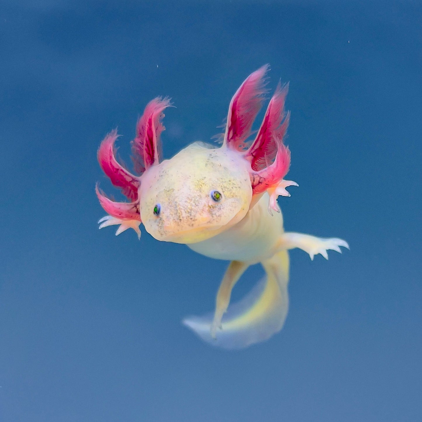 Lucy white axolotl