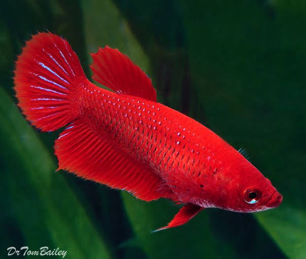 Female betta