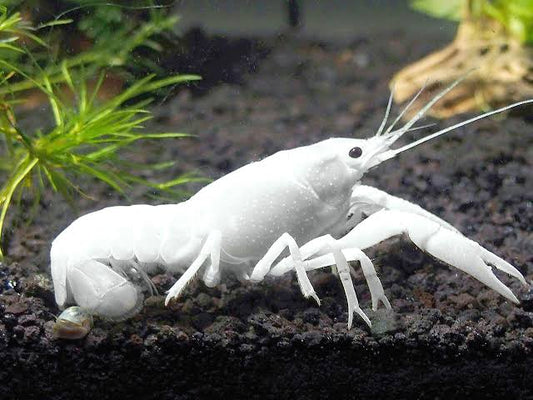White /blue spec lobsters