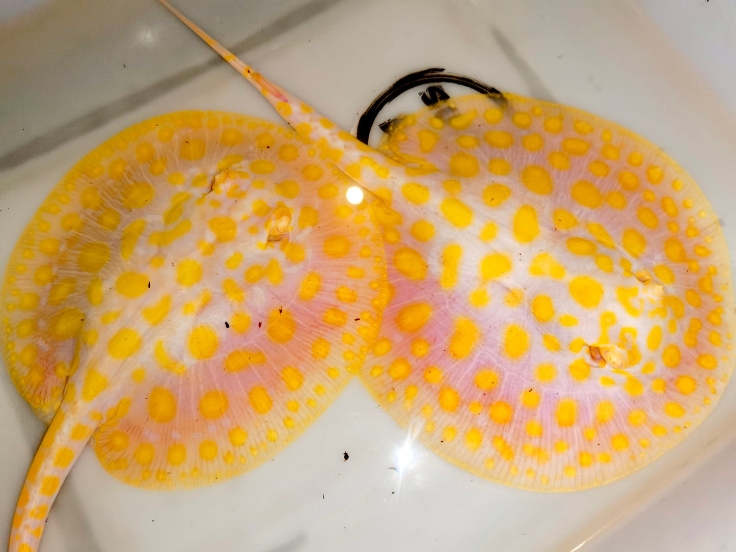 Golden base albino black diamond stingray