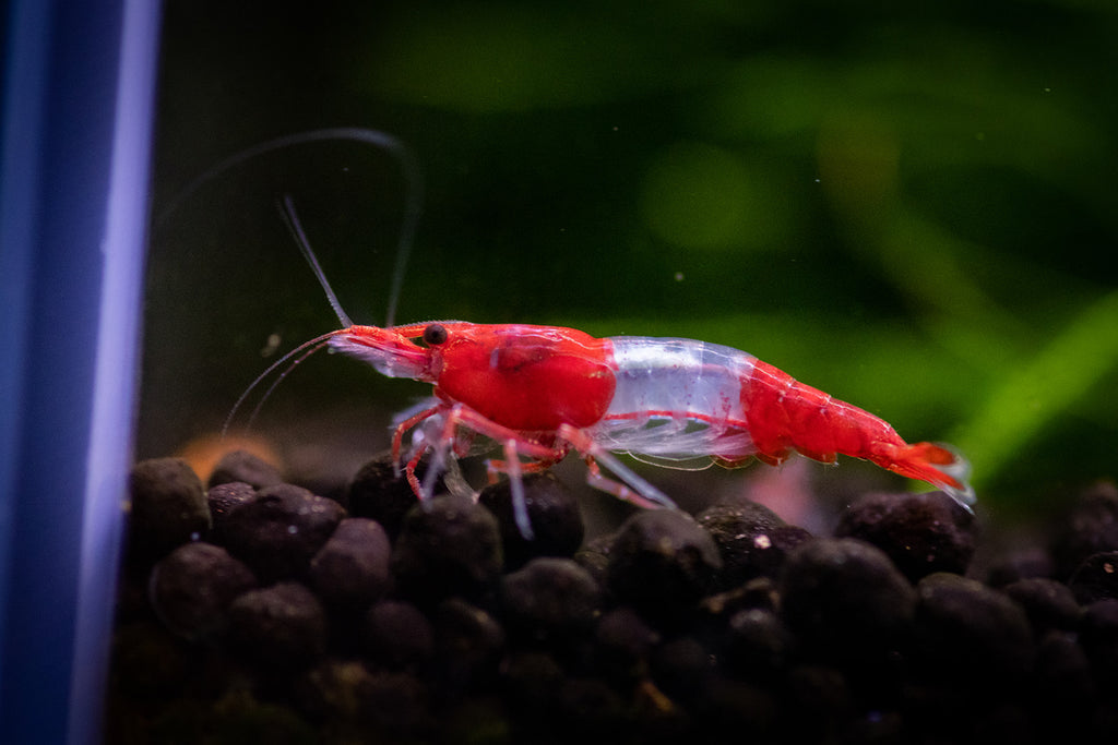 Red rilli shrimp