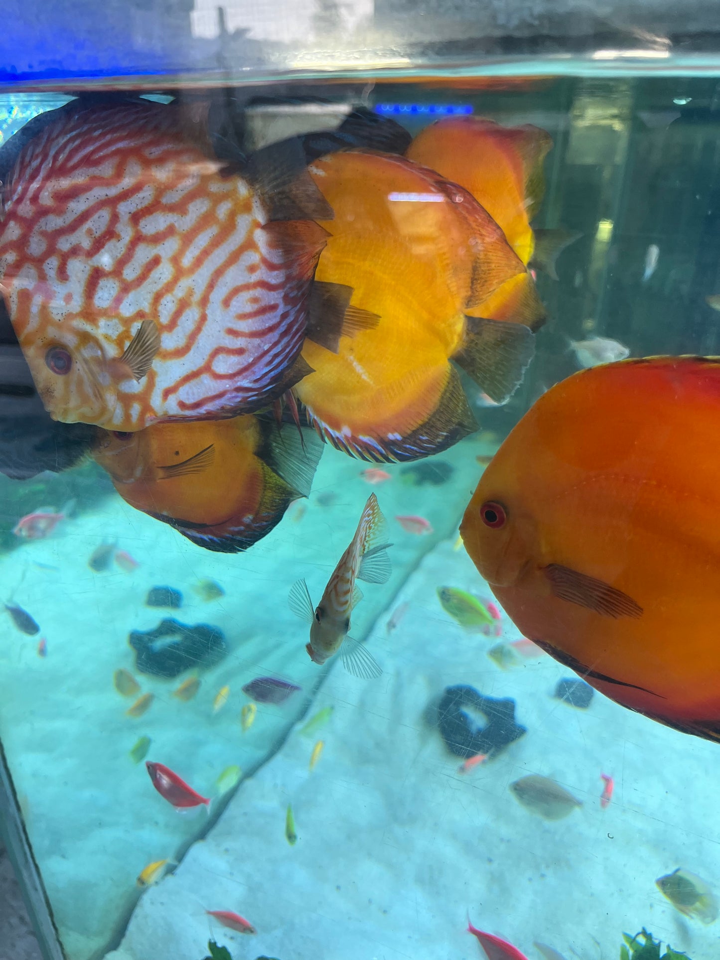 Stendker German Discus – RSB Aquatics