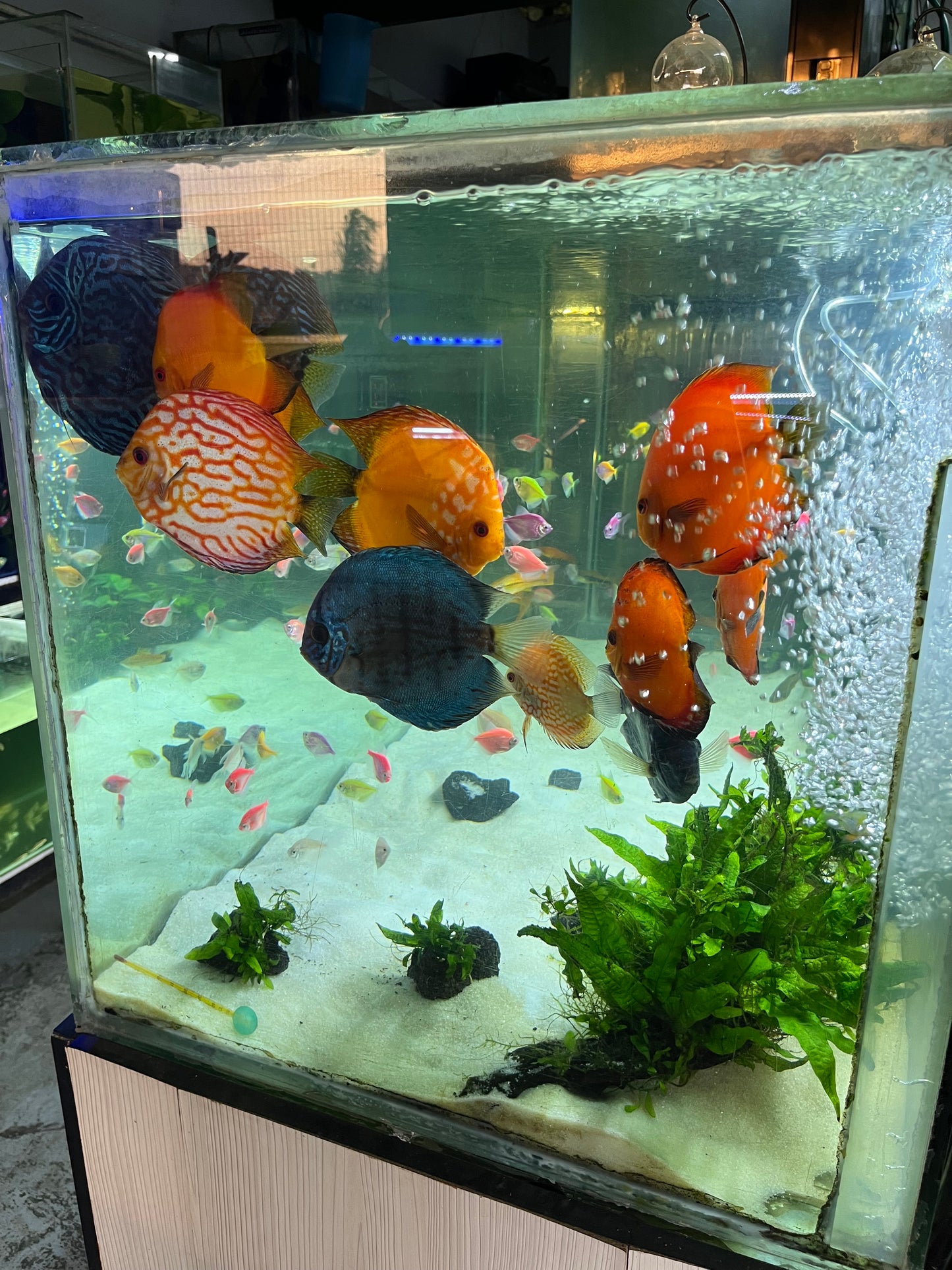 Stendker German Discus – RSB Aquatics