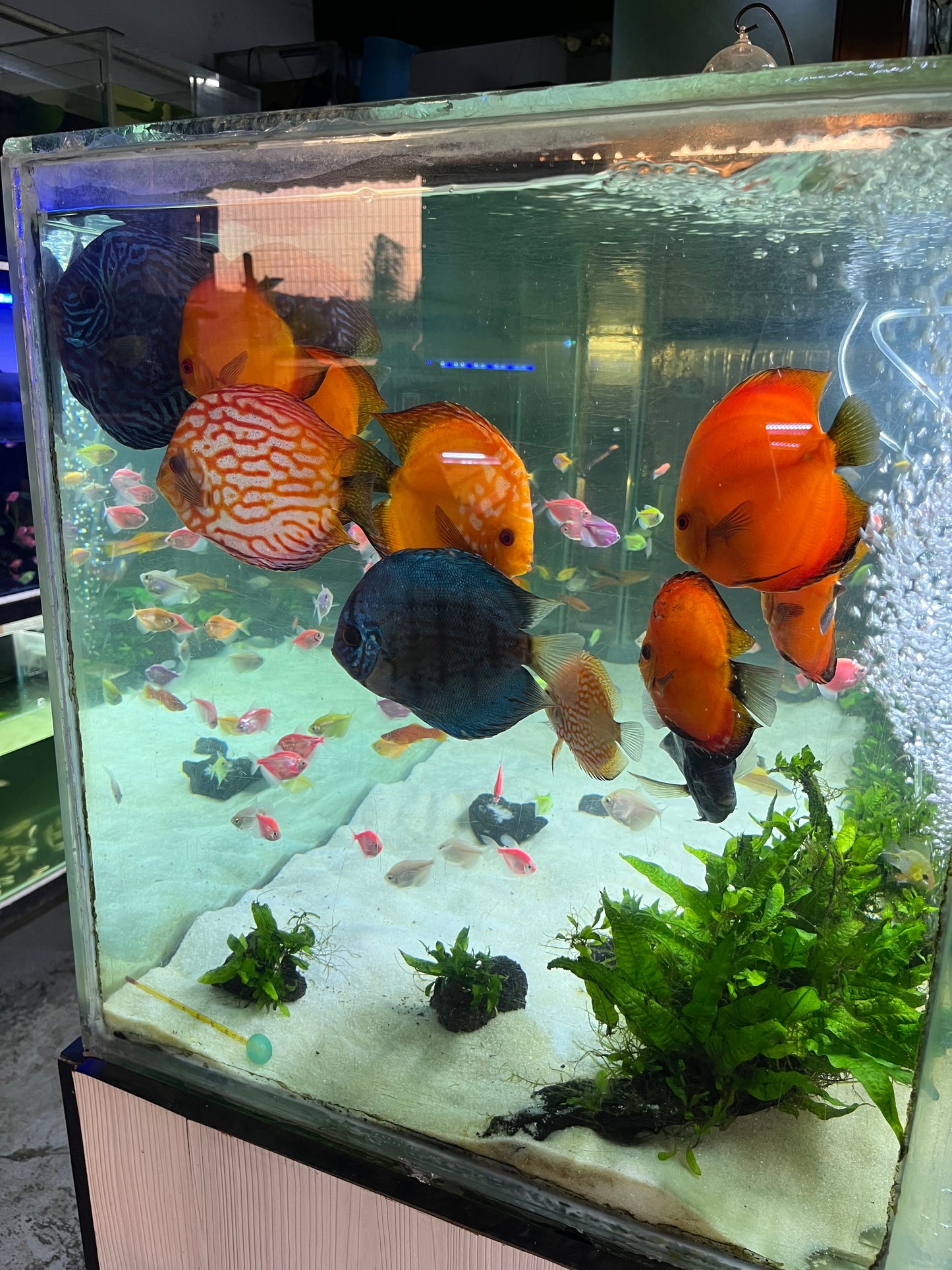 Stendker German Discus – RSB Aquatics