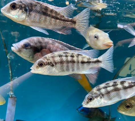 Female Empress Cichlid (adult)